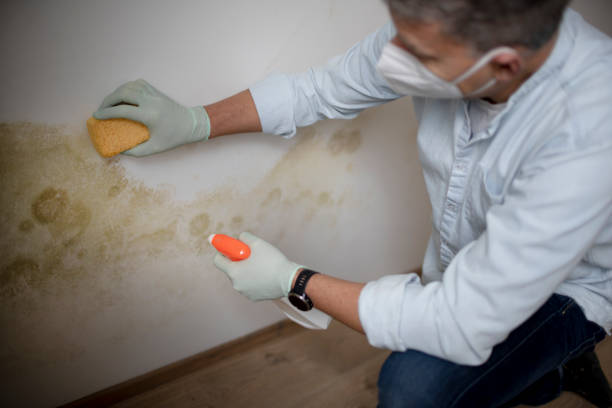 Best Toxic Mold Removal  in Billington Heights, NY